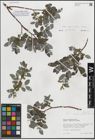 Foto von Salix myrsinifolia subsp. myrsinifolia (Buser) Kerguélen